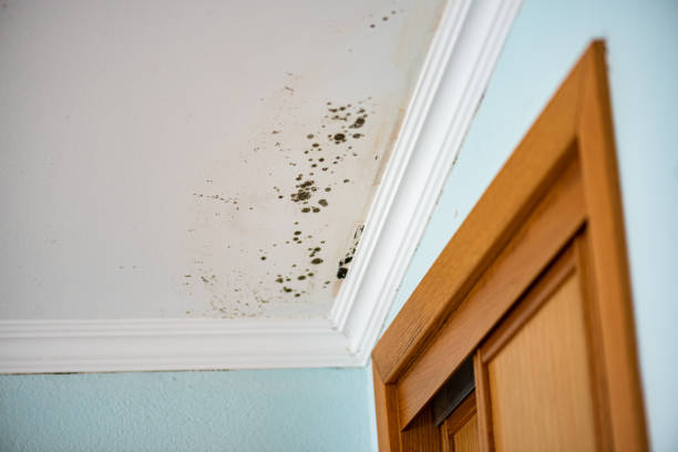 Mold Removal and Inspection in Hometown, IL