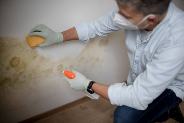 Best Mold Removal Company Near Me  in Hometown, IL