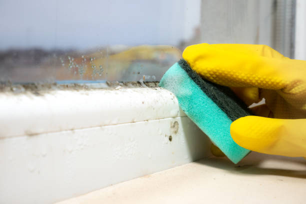 Best Mold Removal Process  in Hometown, IL