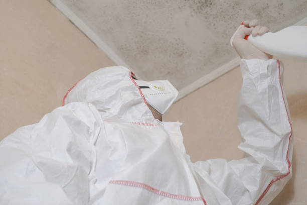 Best Attic Mold Removal  in Hometown, IL