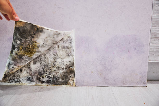 Best Local Mold Removal Service  in Hometown, IL
